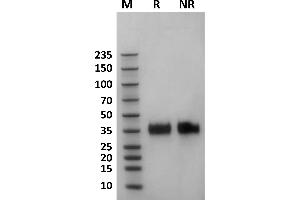 SDS-PAGE (SDS) image for Fc Fragment of IgG, Low Affinity IIa, Receptor (CD32) (FCGR2A) (AA 36-218) protein (His-Avi Tag,Biotin) (ABIN7536866)