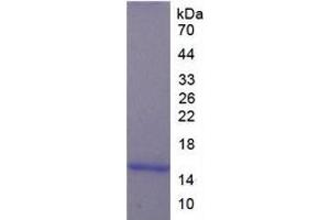 SDS-PAGE (SDS) image for Luteinizing Hormone (LH) ELISA Kit (ABIN6574078)