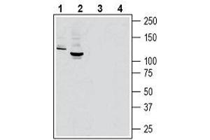 Western blot analysis of rat brain lysate (lanes 1 and 3) and mouse brain lysate (lanes 2 and 4):1, 2.