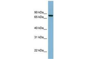 Image no. 1 for anti-Neurochondrin (NCDN) (N-Term) antibody (ABIN6741925) (NCDN Antikörper  (N-Term))