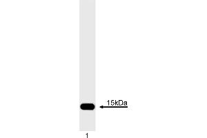 Western Blotting (WB) image for anti-Cytochrome C, Somatic (CYCS) antibody (ABIN967529) (Cytochrome C Antikörper)