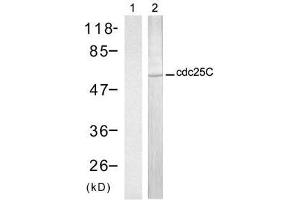 Western blot analysis of extract from HT-29 cells, using cdc25C (Ab-216) antibody (E021145, Lane 1 and 2). (CDC25C Antikörper)