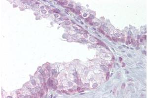 Anti-EDF1 antibody IHC staining of human prostate. (EDF1 Antikörper  (C-Term))