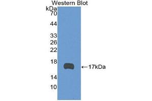 Western Blotting (WB) image for anti-TEK Tyrosine Kinase, Endothelial (TEK) (AA 1-116) antibody (ABIN3209245) (TEK Antikörper  (AA 1-116))