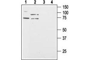Western blot analysis of human Colo-205 (lanes 1 and 3) and  (lanes 2 and 4) colon cancer cell lysates:1,2. (CD200 Receptor 1 (CD200R1) Peptid)