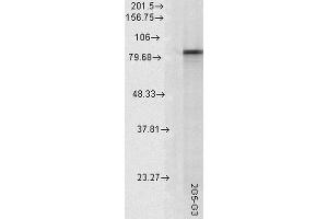 Western Blot analysis of Rat tissue lysate showing detection of Hsp90 alpha protein using Mouse Anti-Hsp90 alpha Monoclonal Antibody, Clone 2G5. (HSP90AA2 Antikörper  (PerCP))