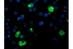 Immunofluorescence (IF) image for anti-Lipoprotein Lipase (LPL) (AA 28-475) antibody (ABIN1491321) (Lipoprotein Lipase Antikörper  (AA 28-475))