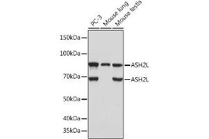 Western blot analysis of extracts of various cell lines, using L Rabbit mAb (ABIN7270266) at 1:1000 dilution.