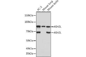 Western blot analysis of extracts of various cell lines, using L Rabbit mAb (ABIN7270266) at 1:1000 dilution. (ASH2L Antikörper)