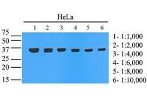 Cell lysates of HeLa (35 ug) were resolved by SDS-PAGE, transferred to nitrocellulose membrane and probed with anti-human GAPDH. (GAPDH Antikörper  (AA 1-335))