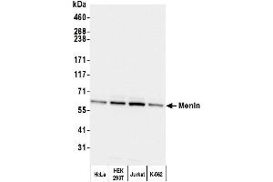 Western Blotting (WB) image for anti-Multiple Endocrine Neoplasia 1 (MEN1) (C-Term) antibody (ABIN7454589) (Menin Antikörper  (C-Term))