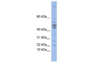 WB Suggested Anti-POLE4 Antibody Titration:  0. (POLE4 Antikörper  (N-Term))