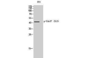 Western Blotting (WB) image for anti-Cell Division Cycle 37 Homolog (S. Cerevisiae) (CDC37) (pSer13) antibody (ABIN3179692) (CDC37 Antikörper  (pSer13))