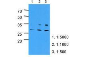 Image no. 1 for anti-Pyridoxamine 5'-Phosphate Oxidase (PNPO) (AA 57-261) antibody (ABIN782454) (PNPO Antikörper  (AA 57-261))