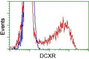 Image no. 3 for anti-Dicarbonyl/L-Xylulose Reductase (DCXR) antibody (ABIN1497784) (DCXR Antikörper)