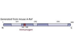 Image no. 3 for anti-V-Raf Murine Sarcoma 3611 Viral Oncogene Homolog (ARAF) (AA 183-199) antibody (ABIN967727) (ARAF Antikörper  (AA 183-199))