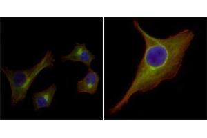 Immunofluorescence (IF) image for anti-Keratin 15 (KRT15) antibody (ABIN969250)