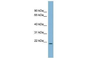 C4ORF28 antibody used at 1 ug/ml to detect target protein. (PACRGL Antikörper  (Middle Region))