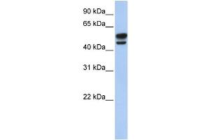 WB Suggested Anti-VIM Antibody Titration:  0. (Vimentin Antikörper  (N-Term))