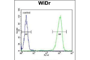 Flow cytometric analysis of WiDr cells (right histogram) compared to a negative control cell (left histogram). (PEX2 Antikörper  (AA 165-194))