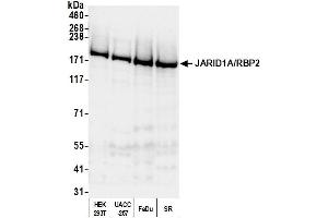 Western Blotting (WB) image for anti-Lysine (K)-Specific Demethylase 5A (KDM5A) (AA 1640-1690) antibody (ABIN7450376) (KDM5A Antikörper  (AA 1640-1690))