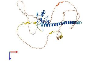 THAP5 Protein (AA 1-395) (His tag)