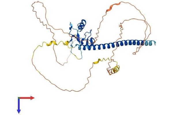 THAP5 Protein (AA 1-395) (His tag)