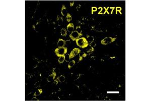 anti-Purinergic Receptor P2X, Ligand-Gated Ion Channel, 7 (P2RX7) (AA 136-152), (Extracellular) antibody (Atto 488)