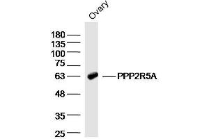 Mouse ovary lysates probed with PPP2R5A Polyclonal Antibody  at 1:300 overnight at 4°C followed by a conjugated secondary antibody for 60 minutes at 37°C. (PPP2R5A Antikörper  (AA 301-400))