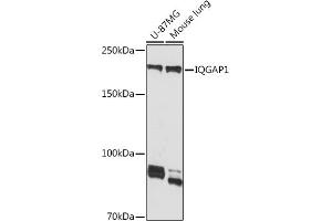 Western blot analysis of extracts of various cell lines, using IQG Rabbit mAb (ABIN7268019) at 1:1000 dilution. (IQGAP1 Antikörper)