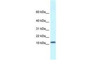 Image no. 1 for anti-Single-Stranded DNA Binding Protein 1 (SSBP1) (AA 16-65) antibody (ABIN6747554) (SSBP1 Antikörper  (AA 16-65))
