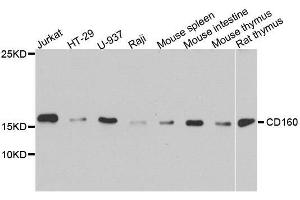 Western blot analysis of extracts of various cell lines, using CD160 antibody.