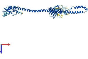 TRIM43B Protein (AA 1-446) (His tag)