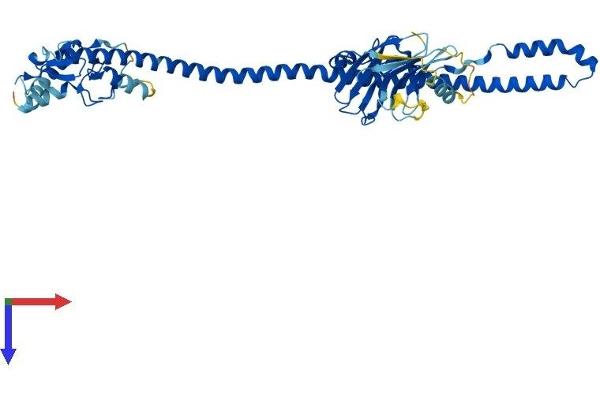 TRIM43B Protein (AA 1-446) (His tag)