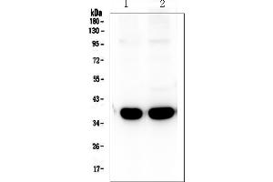 Western blot analysis of Synaptophysin using anti-Synaptophysin antibody (ABIN3043307).
