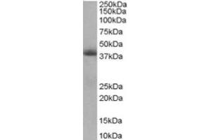 Image no. 1 for anti-Translocase of Inner Mitochondrial Membrane 50 Homolog (TIMM50) (Internal Region) antibody (ABIN374473) (TIMM50 Antikörper  (Internal Region))