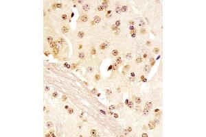 (ABIN6243925 and ABIN6578096) staining (Mouse) Pou5f1 in mouse brain sections by Immunohistochemistry (IHC-P - paraformaldehyde-fixed, paraffin-embedded sections). (OCT4 Antikörper  (N-Term))