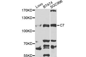 Western blot analysis of extracts of various cell lines, using C7 antibody (ABIN1876582) at 1:1000 dilution. (C7 Antikörper)
