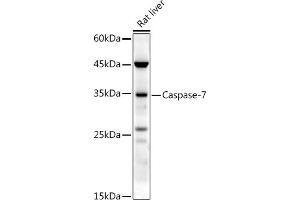 Western blot analysis of extracts of Rat liver, using Caspase-7 antibody (ABIN3022071, ABIN3022072, ABIN3022073 and ABIN6218596) at 1:500 dilution. (Caspase 7 Antikörper  (AA 24-303))