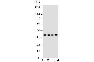 Western blot testing of Bub3 antibody and Lane 1:  HeLa (BUB3 Antikörper  (Middle Region))