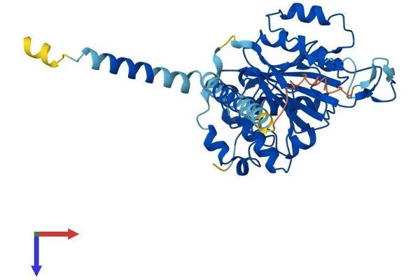 B4GALT6 Protein (AA 1-382) (His tag)