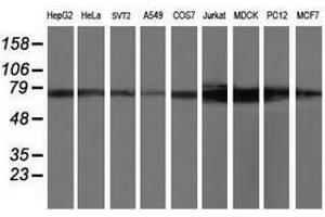 Image no. 2 for anti-Tubulin tyrosine Ligase-Like Family, Member 12 (TTLL12) antibody (ABIN1499030) (TTLL12 Antikörper)