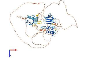 DVL1 Protein (AA 1-695) (His tag)
