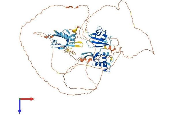 DVL1 Protein (AA 1-695) (His tag)