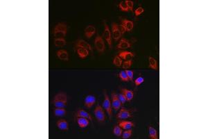 Immunofluorescence (IF) image for anti-BCL2-Related Ovarian Killer (BOK) (AA 1-100) antibody (ABIN7265866)