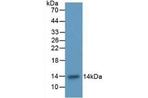 Western blot analysis of recombinant Rat ITGaM. (CD11b Antikörper  (AA 598-700))
