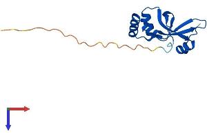 Sulfiredoxin 1 Protein (SRX1) (AA 1-137) (His tag)