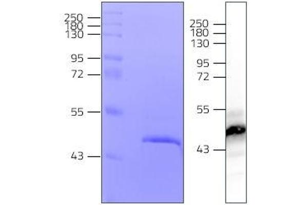 CMPK2 Protein (AA 99-449) (His tag)