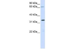 Western Blotting (WB) image for anti-Chromosome 19 Open Reading Frame 47 (C19orf47) antibody (ABIN2459199) (C19orf47 Antikörper)