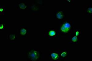 Immunofluorescence staining of MCF-7 cells with ABIN7151982 at 1:133, counter-stained with DAPI. (COX4NB Antikörper  (AA 1-210))